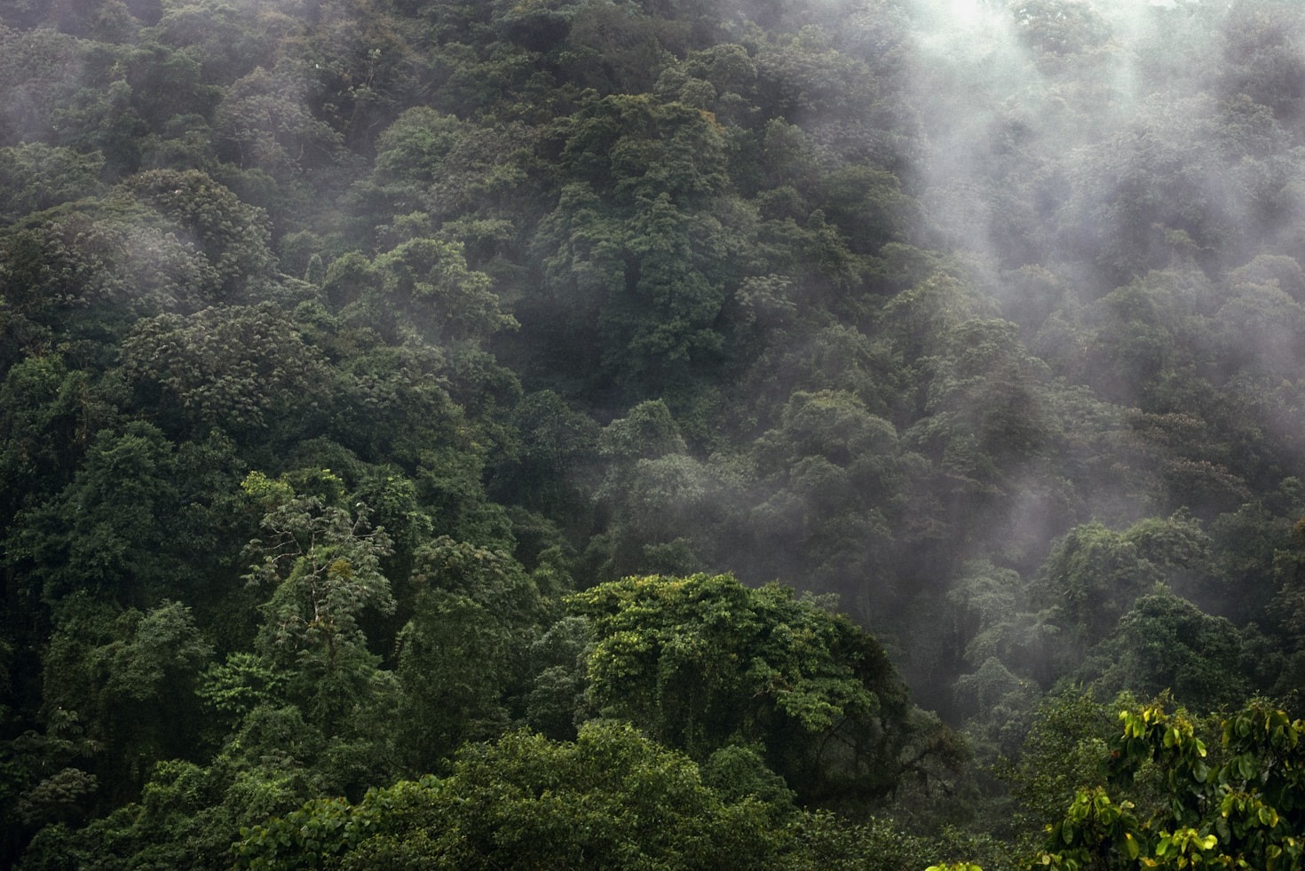 La importancia de la biodiversidad en la Bota Caucana