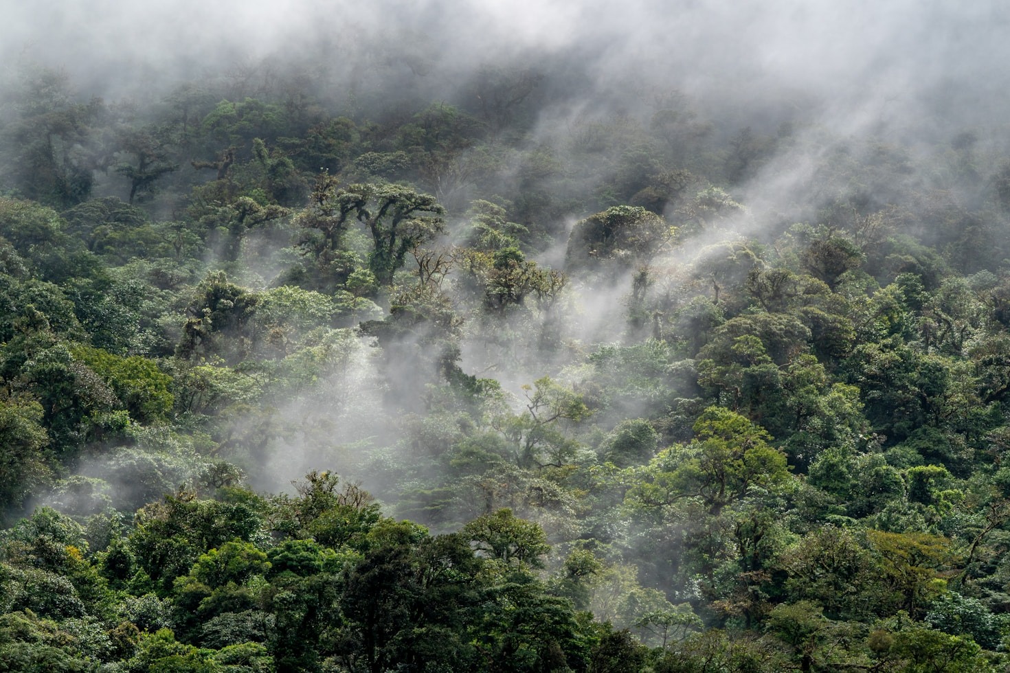Cómo la comunidad protege la danta de montaña