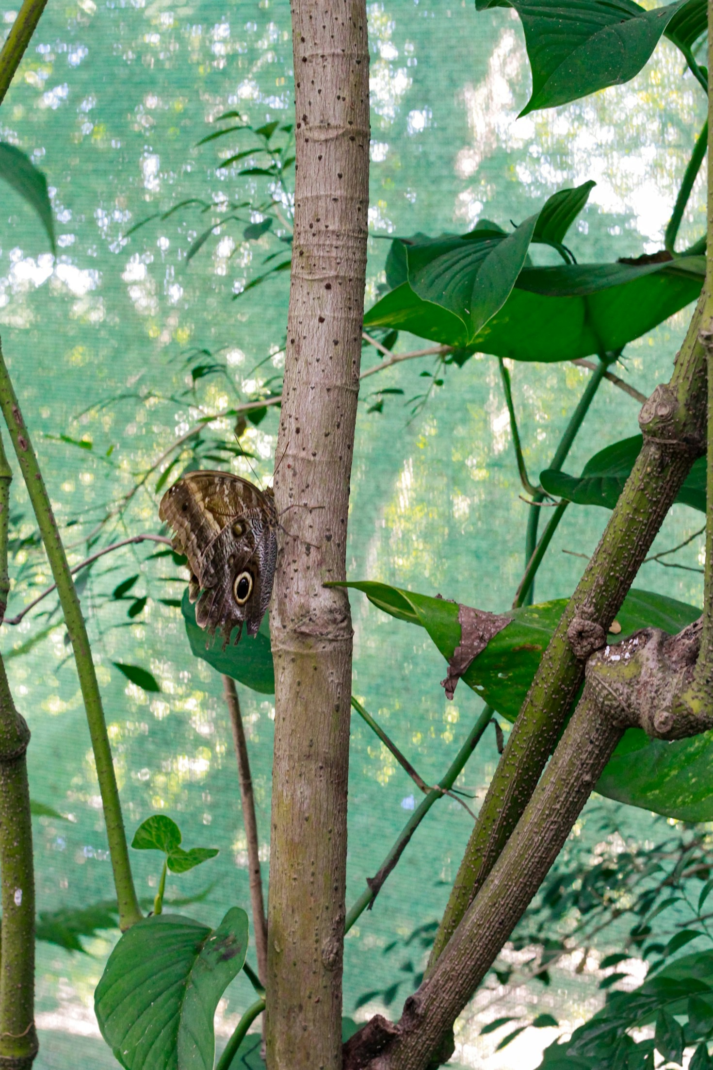 Especies emblemáticas en peligro de la región