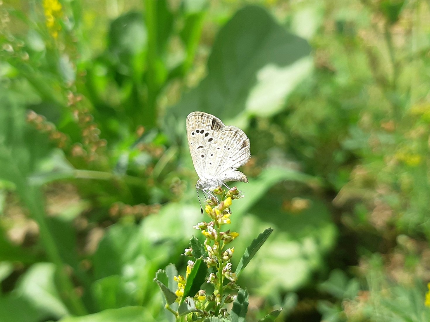 Historias de éxito en la preservación de fauna local